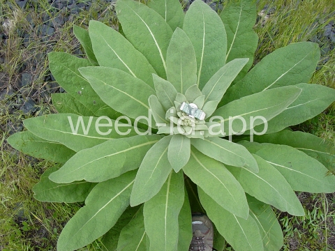mullein, common